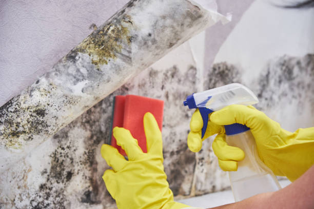 Best Mold Removal for HVAC Installations  in Roland, OK